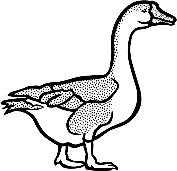 Duck Goose American Pekin Mallard Black And White - Goose Black And White (774x750)