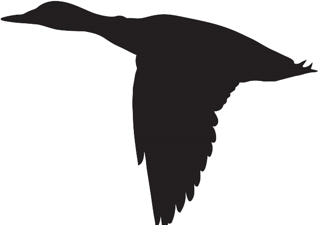Albatross Clipart Clip Art - Duck Flying Silhouette (640x480)