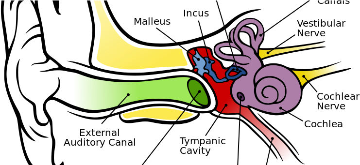 Ear Anatomy - Anatomy Of The Human Ear (800x340)