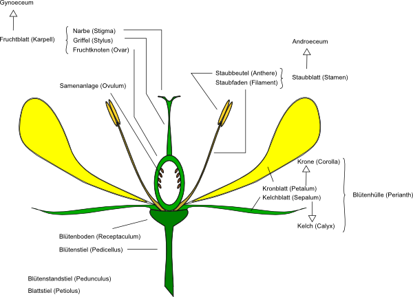 How To Set Use Flower Anatomy Clipart - How To Set Use Flower Anatomy Clipart (600x432)