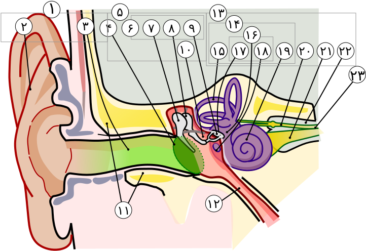 Anatomy Of The Human Ear In Farsi Numbers - Cat Ear Anatomy (751x529)