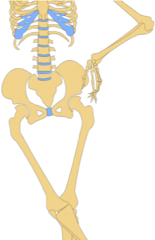 Anatomy Clipart - Cartoon Human Skeleton (640x480)
