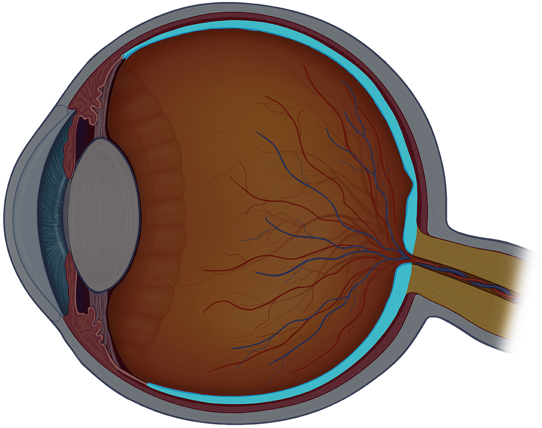 The Retina Is The Nerve Layer On The Back Of The Eye - Eye Ball Cross Section (1239x1023)