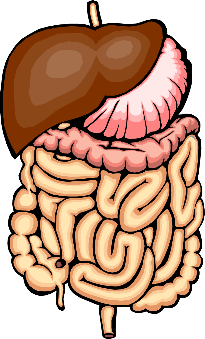 Digestive System Clipart - Digestion A Chemical Change (684x1137)