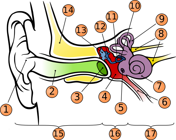 Ear Clipart Anatomy - Anatomy Of The Human Ear (750x598)