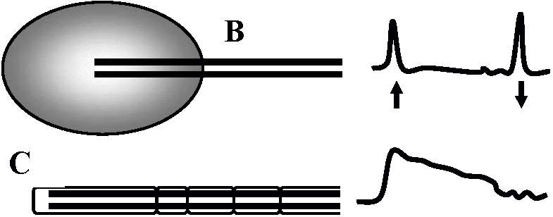 Anatomy - Ben 10 (785x308)