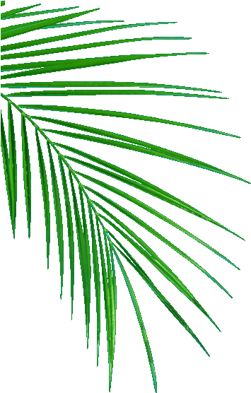 Palm Leafs - Oil Palm Leaf Sampling (368x559)