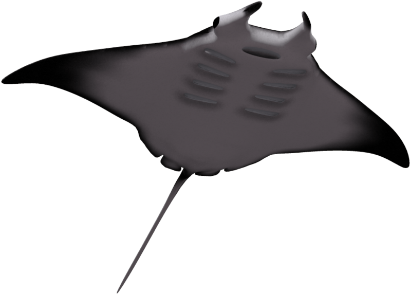 Clip Arts Related To - Manta Ray No Background (1024x639)