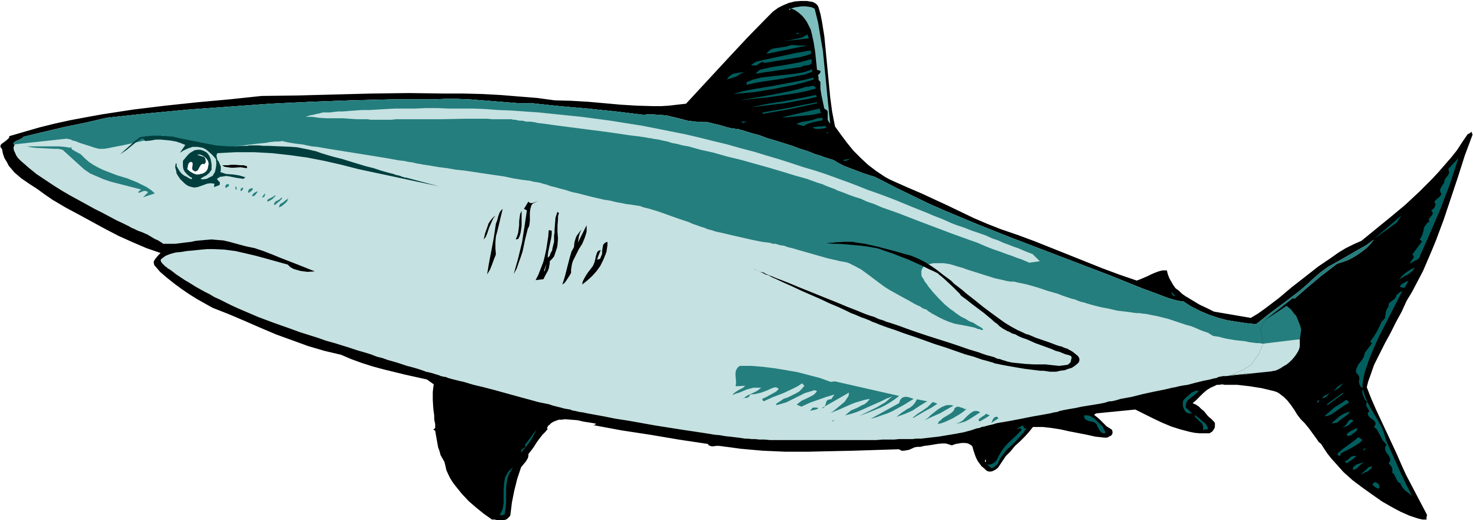 Download - - Great White Shark Shark Vector (3080x1123)