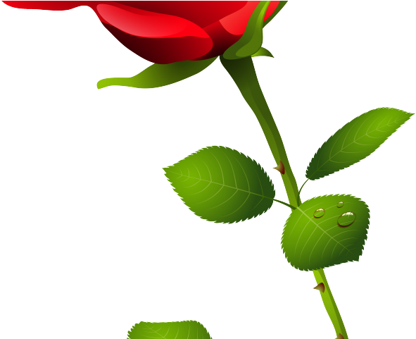 Red Rose Clipart Butterfly Clipart - Cliparts Transparents Roses Rose (640x480)