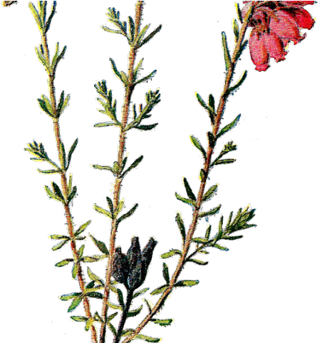 Vintage Flower Clipart Dainty Flower - Vintage Wild Flower Botanical Prints (640x480)