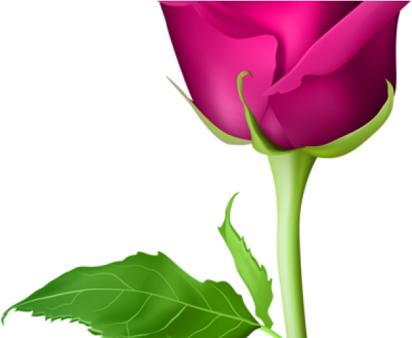 Bud Clipart Sweetheart Rose - Pink Rose Flower Png (640x480)
