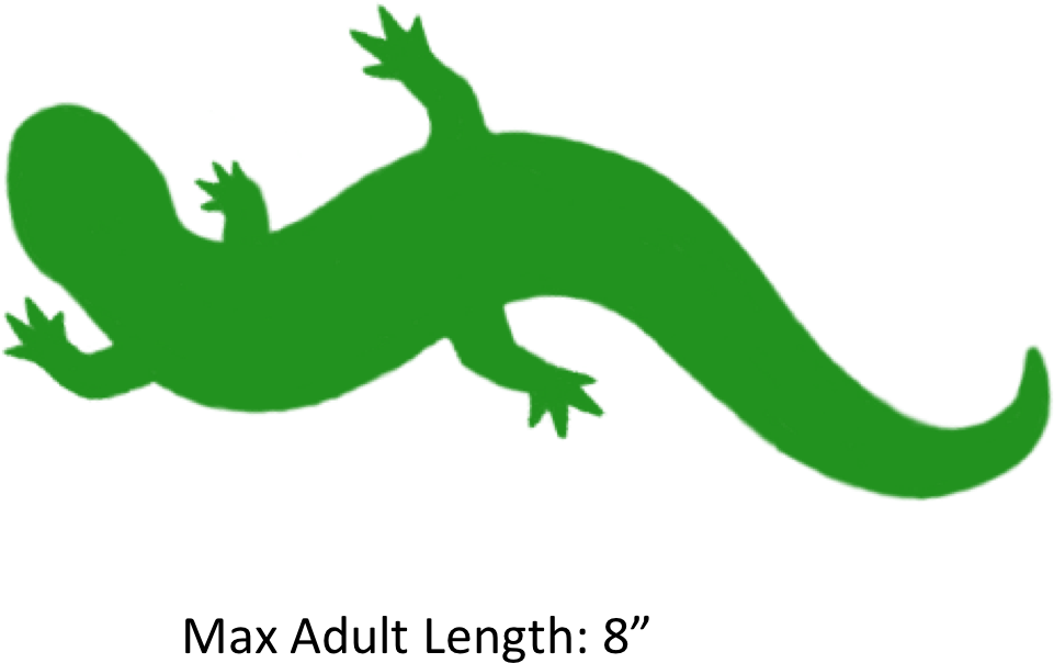 Reptile Clipart Salamander - Gecko (1041x707)