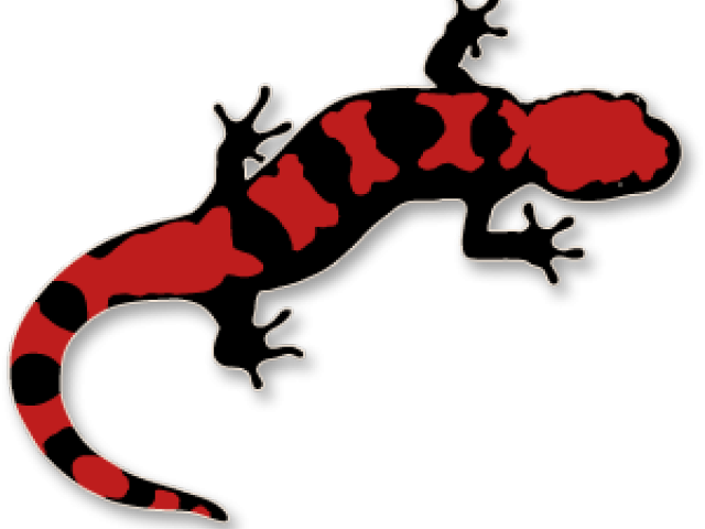 Salamander Clip Art (640x480)