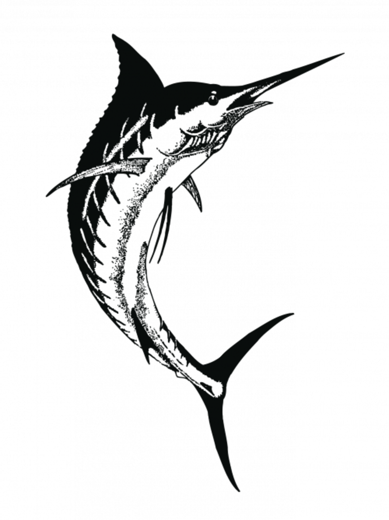 Drawing Clipart Swordfish Drawing Black And White - Fish Swordfish Line Drawing Vector (800x1068)