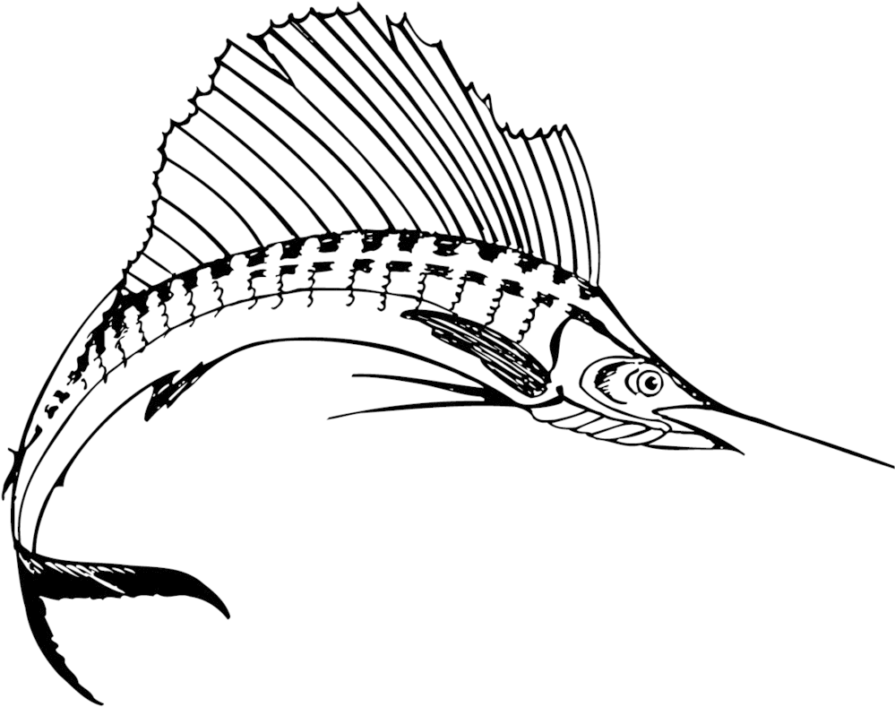 Sailfish Black And White (1006x789)