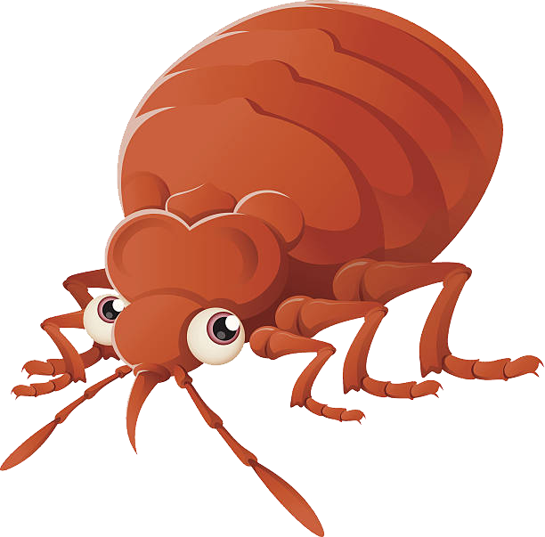 Bed Bug Png - Bug Cartoon No Background (612x603)