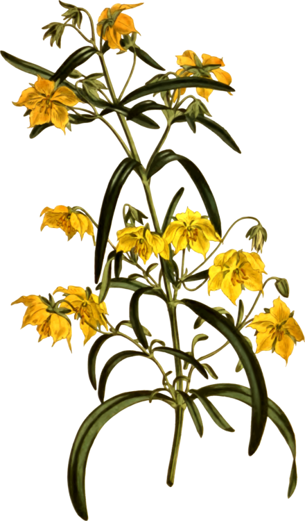 All Photo Png Clipart - Flower (440x750)