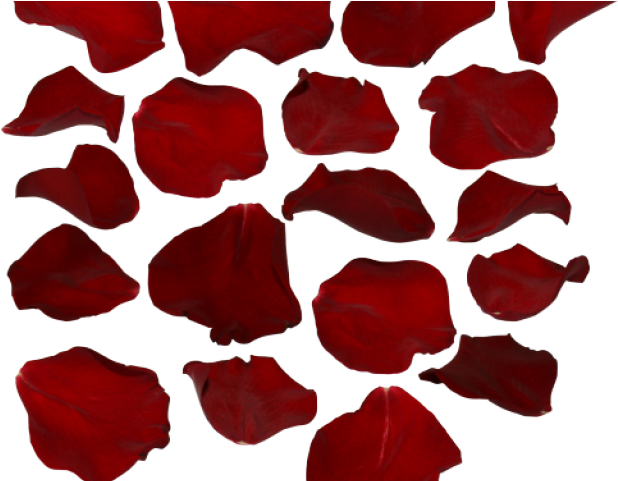 Petal Clipart Transparent Tumblr - Rose Petals Transparent Background (640x480)