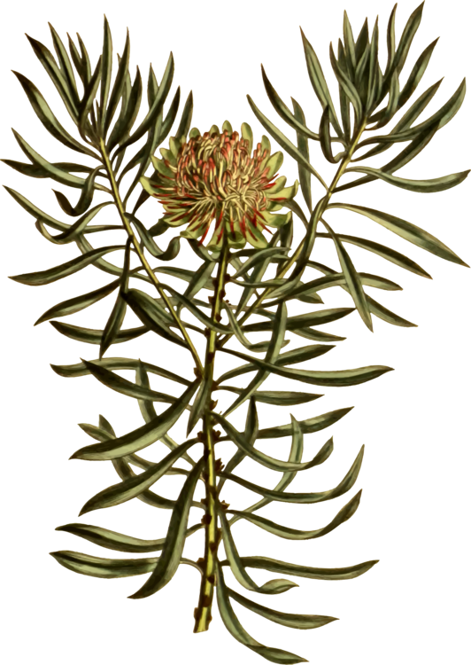 All Photo Png Clipart - King Protea (532x750)