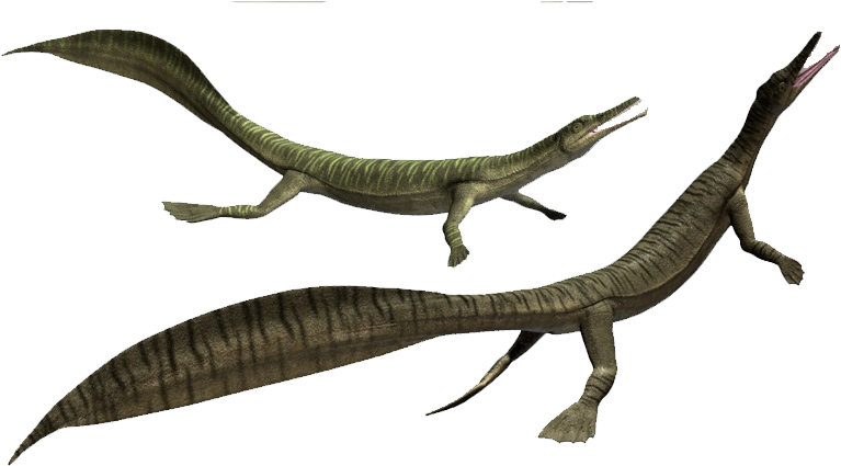 Marine Prehistoric Life Mesosaurus - Marine Reptile Png (855x437)