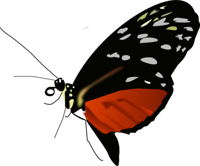 Monarch Butterfly Insect Pieridae Orange - Red Black And Orange Butterfly (410x340)