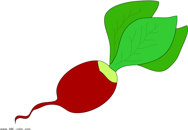 Download Bitmap Picture Radish - Редиска Рисунок (822x567)
