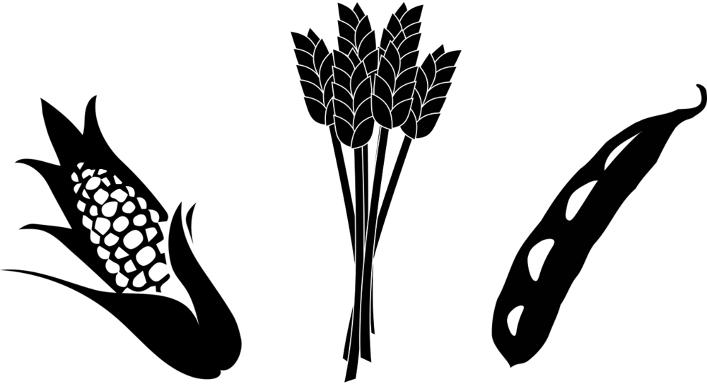 Agriculture Clipart Agriculture Industry - Corn And Soybean Clipart (1000x543)
