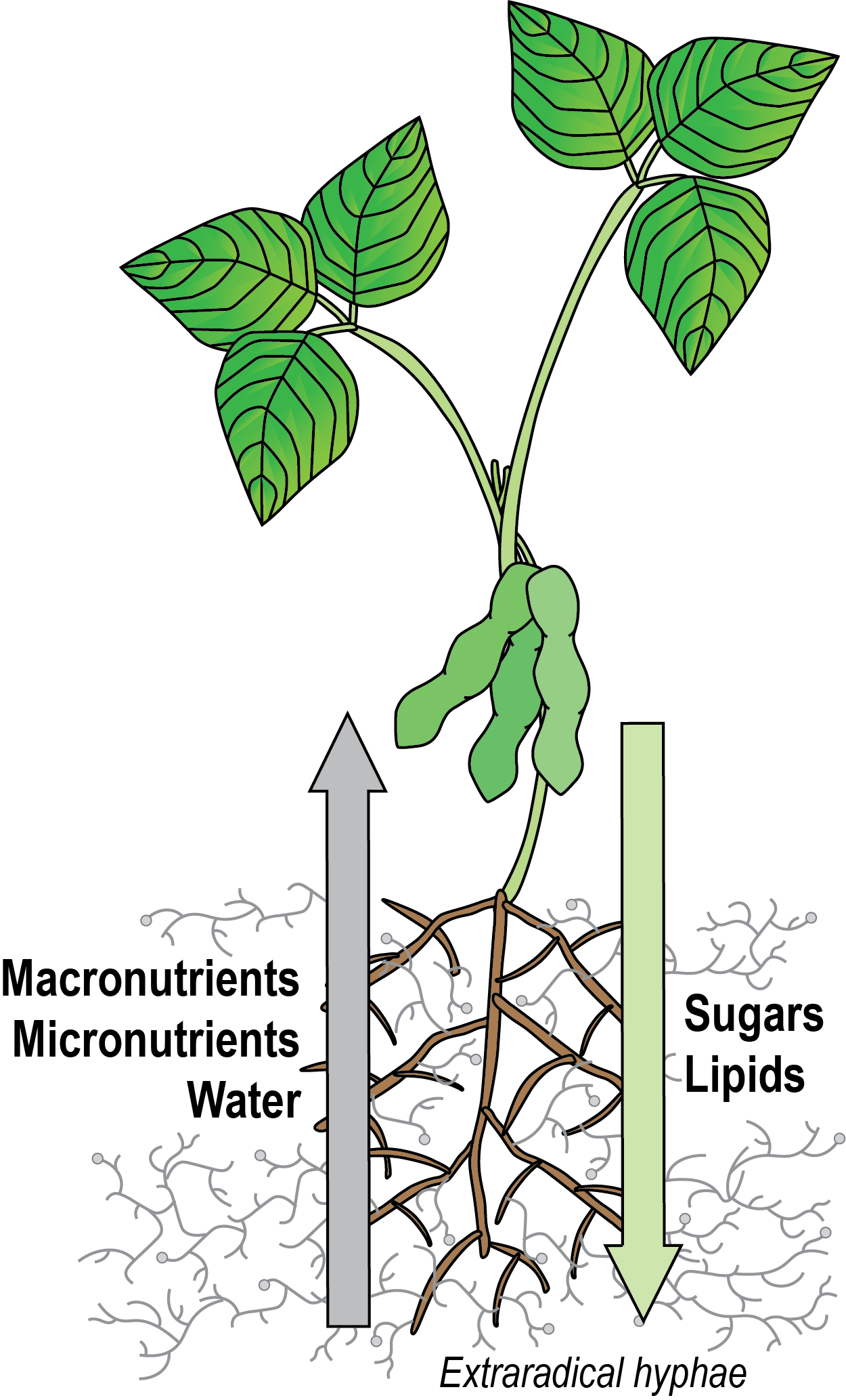 Am Soybean-arbuscule - Plants (1250x2067)