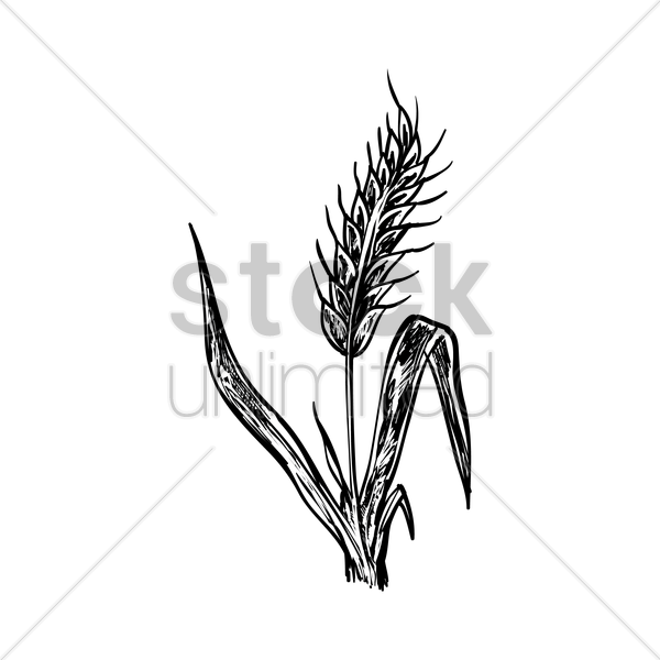 Soybean Drawing Botanical - Vector Graphics (600x600)