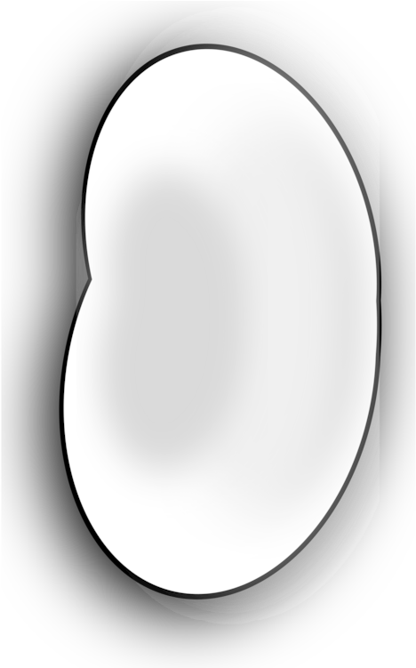 All Photo Png Clipart - Bean (581x750)