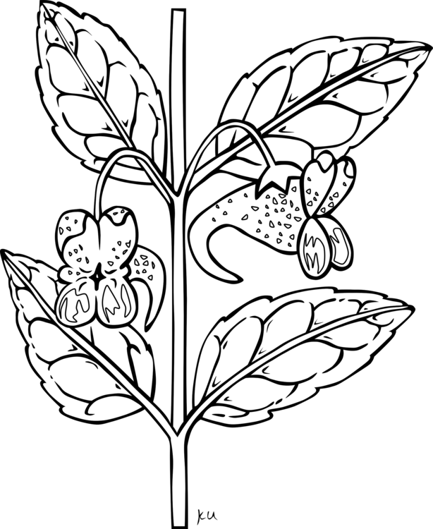 All Photo Png Clipart - Clip Art Black And White Plant (614x750)