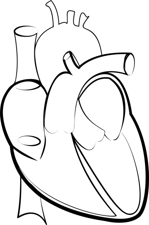 Drawing Line Art Heart Hartlijn - Outline Image Of Human Heart (498x749)