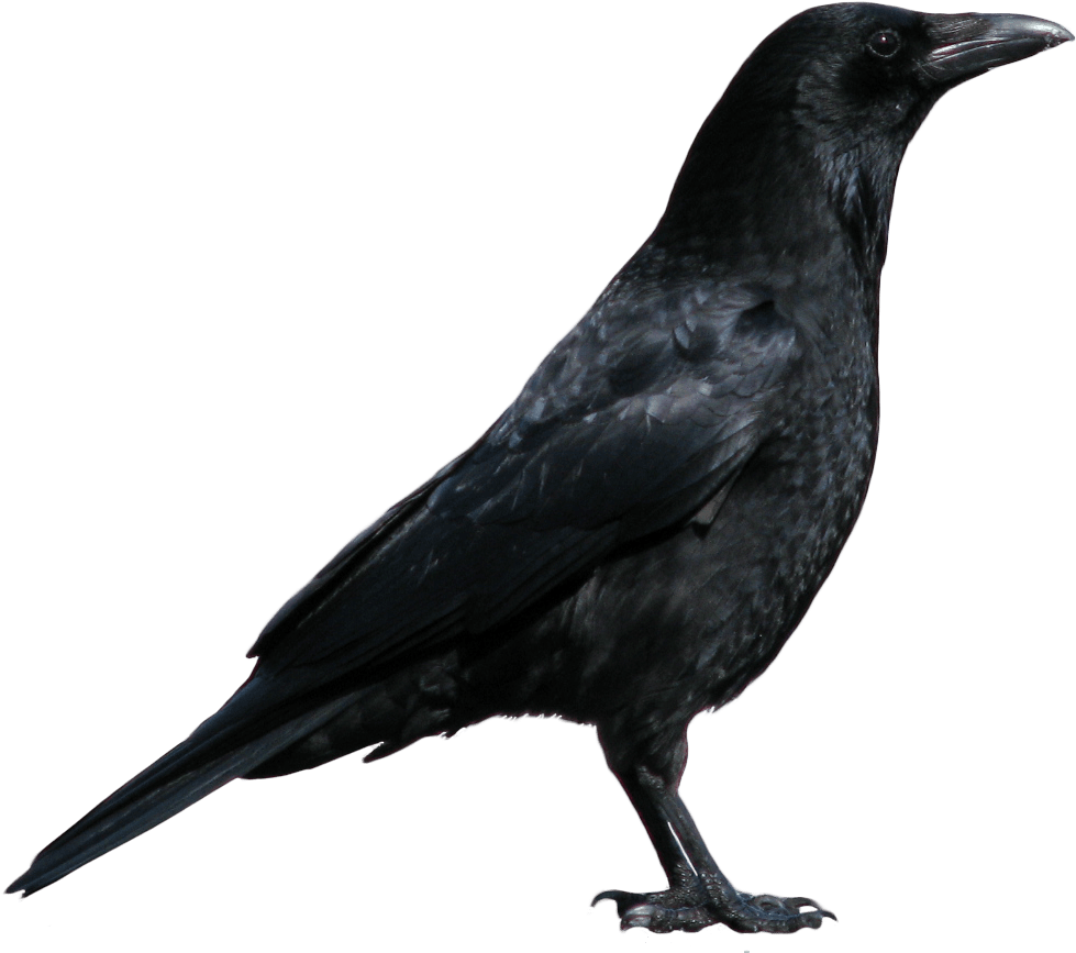 Get Your Artistic Groove On - Crow Png (1024x888)