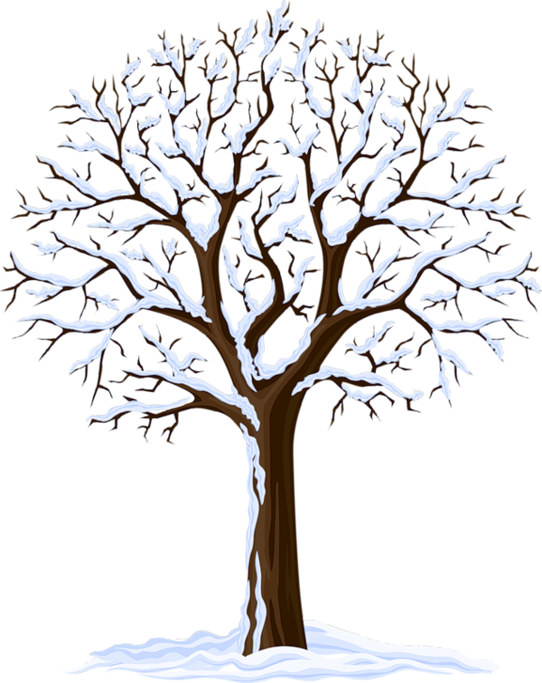 Arbre, Png, Árbol, Tree, - Bare Tree Transparent Background (600x756)