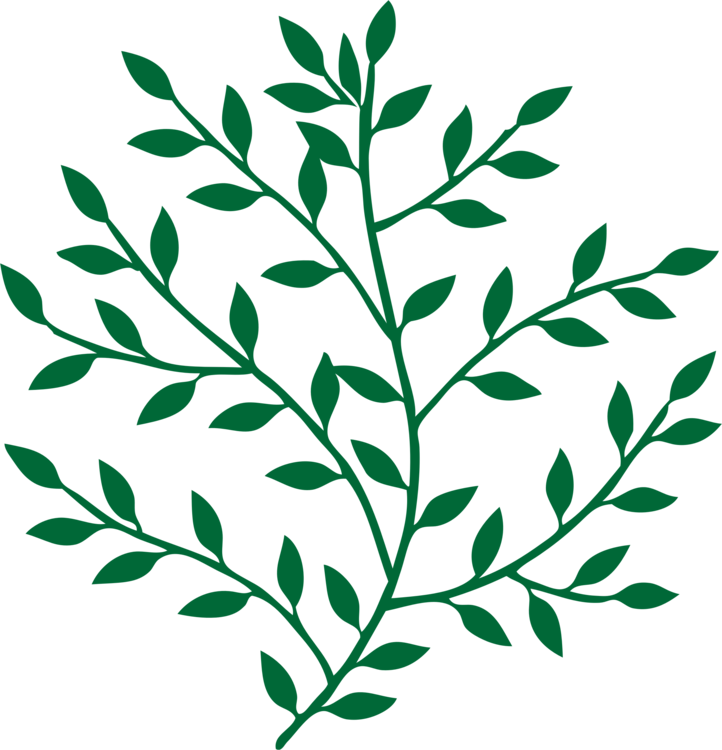 Leaf Branch Tree Bay Laurel Art - Leaves On Branches Png (722x750)
