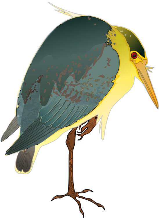 All Photo Png Clipart - Black Crowned Night Heron Free (548x750)