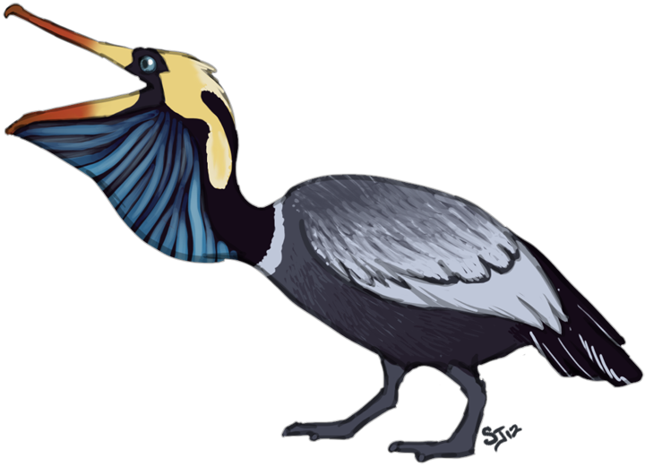 P - [pelican - Bantard] - Seabird (720x521)