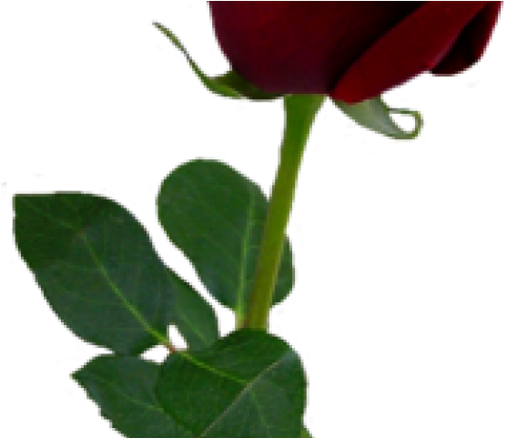 Spain Clipart Red Rose - Red Rose Png Aesthetic (640x480)