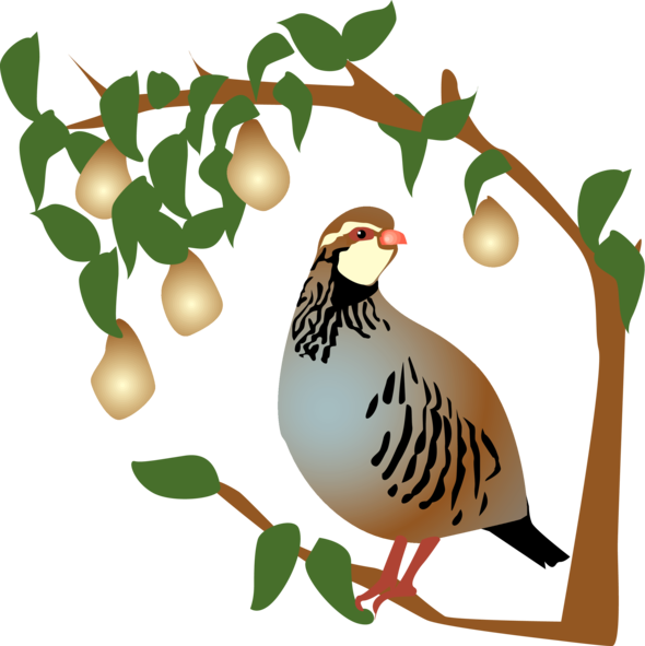On The First Day Of Christmas, My True Love Gave To - Partridge In A Pear Tree Clipart (590x591)