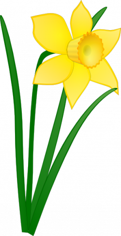 Easter Clip Daffodil - Daffodil Clipart (250x486)