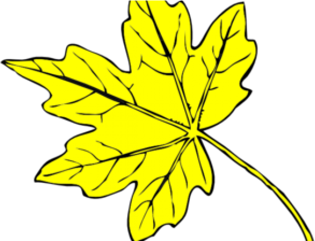 Yellow Flower Clipart Leave Clipart - Line Drawing Maple Leaf (640x480)
