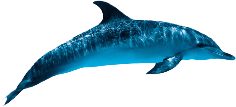 Dolphin Png Transparent Images - Dolphin Png (1011x461)