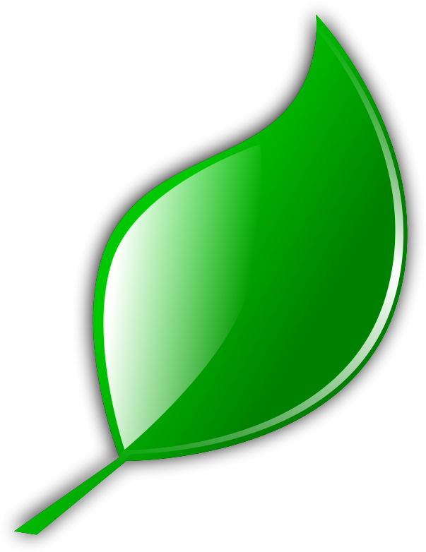 Natural Healthy Cleaning With Tea Tree Essential Oil - Foglia Icona Png (629x800)