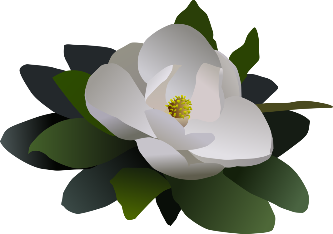 Sacred Lotus Magnolia Petal Computer - Clip Art (1066x750)
