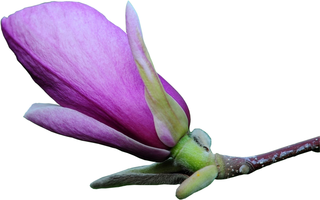 Фиалка Магнолия Фото