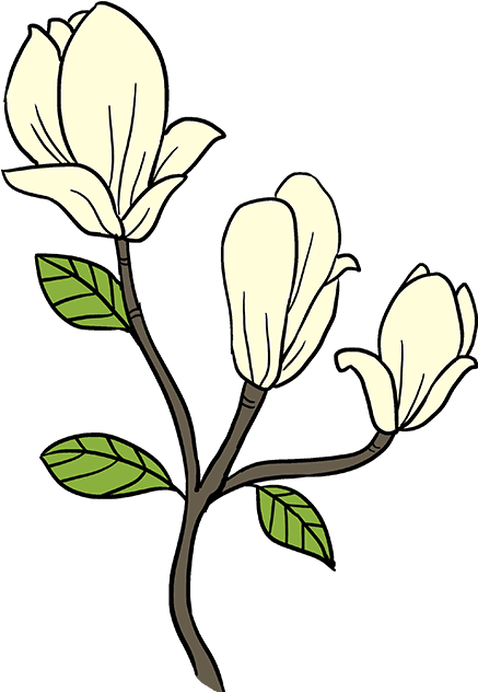 How To Draw Flowers Really Easy Tutorial - Draw A Magnolia Flower Easy (680x678)