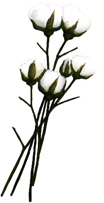 Cotton Png - Хлопок Пнг (450x450)