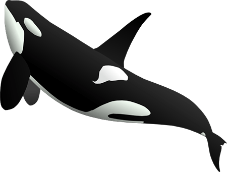 Japan To Resume Commercial Whale Hunting - Whale Png (450x341)