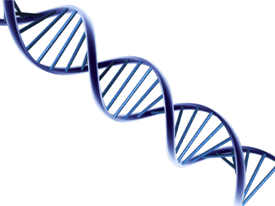 Dna - Psa And Prostate Cancer Research (400x300)